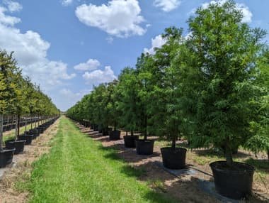A mowed grass aisle running between a row of bald cypress and a row of container-grown oaks